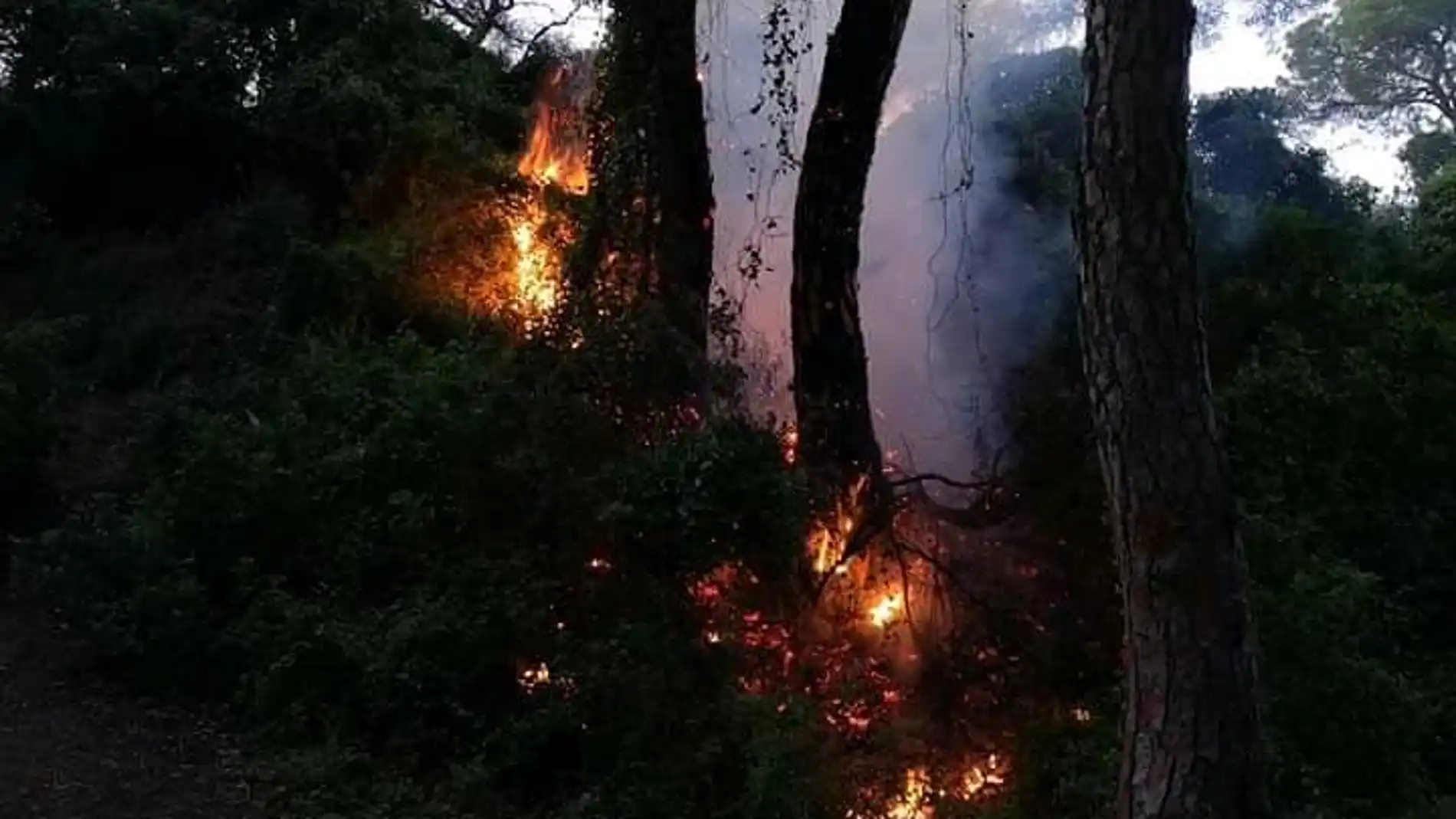 Incendio de una masa arbórea de Puerto Real