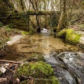 O Concello organiza visitas ao bosque de Ridimoas entre alumnado de ESO e Bacharelato
