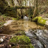 O Concello organiza visitas ao bosque de Ridimoas entre alumnado de ESO e Bacharelato O Concello organiza visitas ao bosque de Ridimoas entre alumnado de ESO e Bacharelato