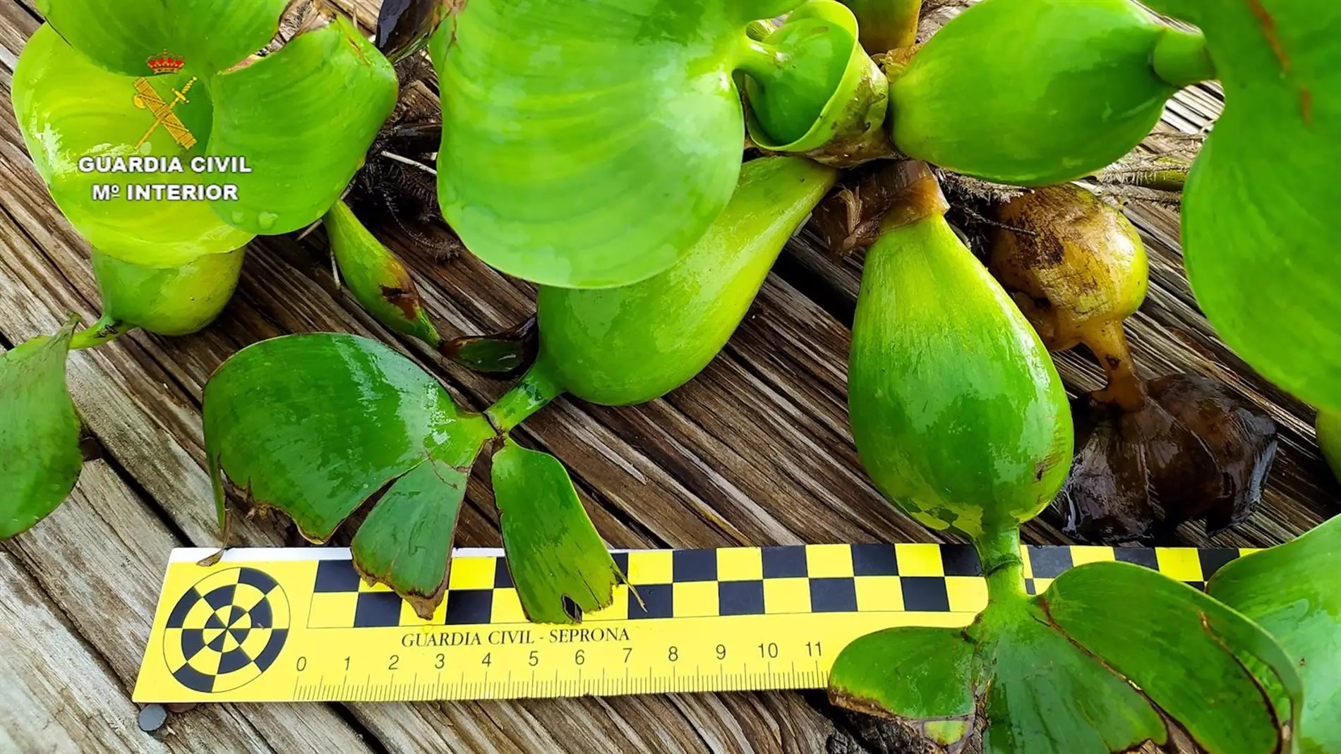 Especie invasora denominada jacinto de agua o camalote hallada por primera vez en la dársena del río Guadalquivir