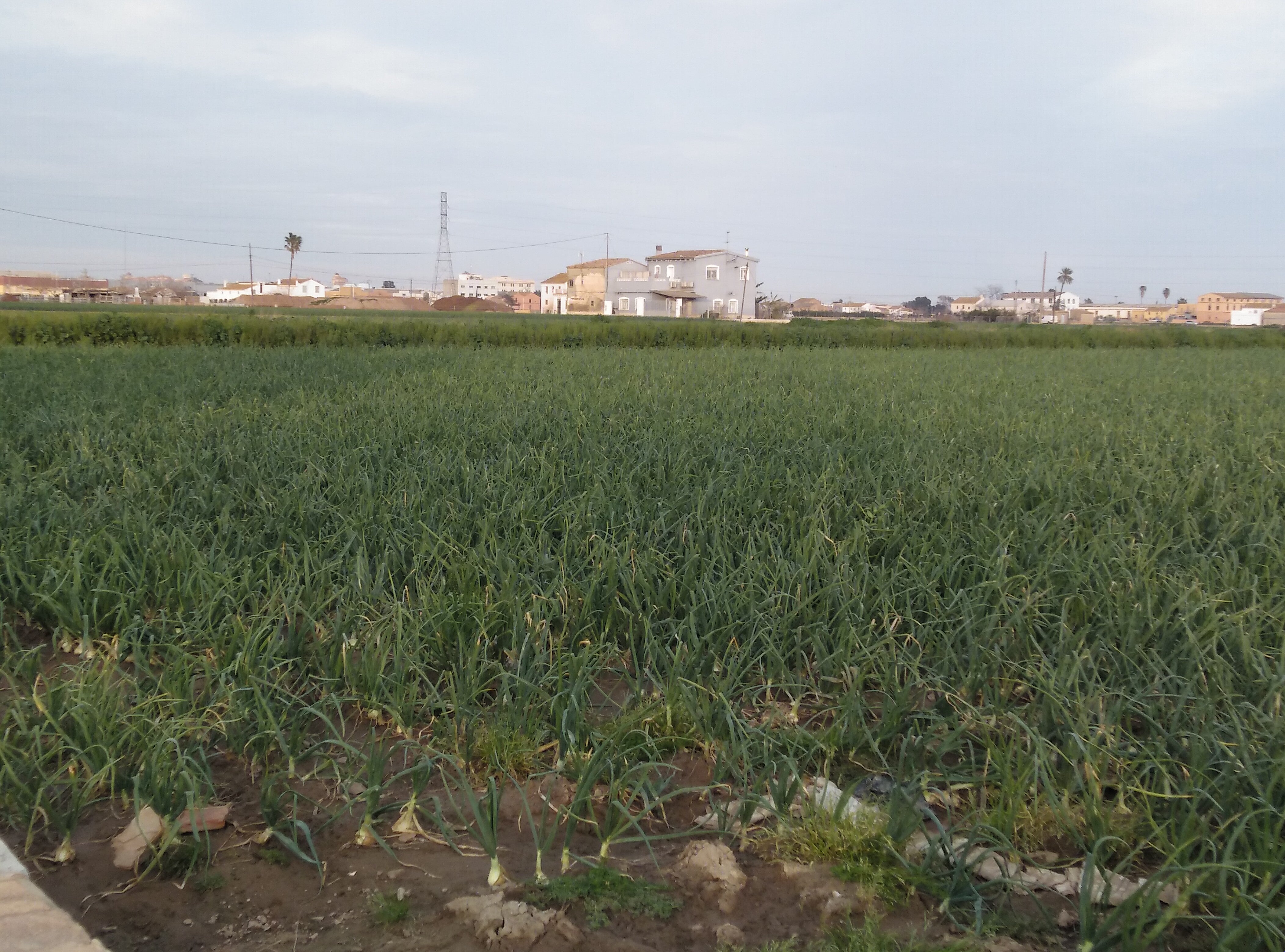 Sagunto reactiva el Banco de Tierras para dar salida a las parcelas abandonadas Sagunto reactiva el Banco de Tierras para dar salida a las parcelas abandonadas