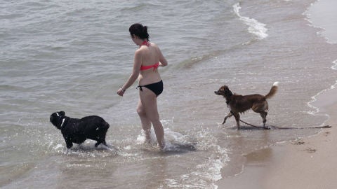 playa perros