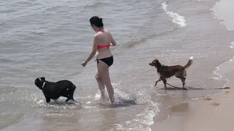 Luisa Boné, edil de playas, era un compromiso que queríamos haber hecho realidad en la pasada legislatura playa perros
