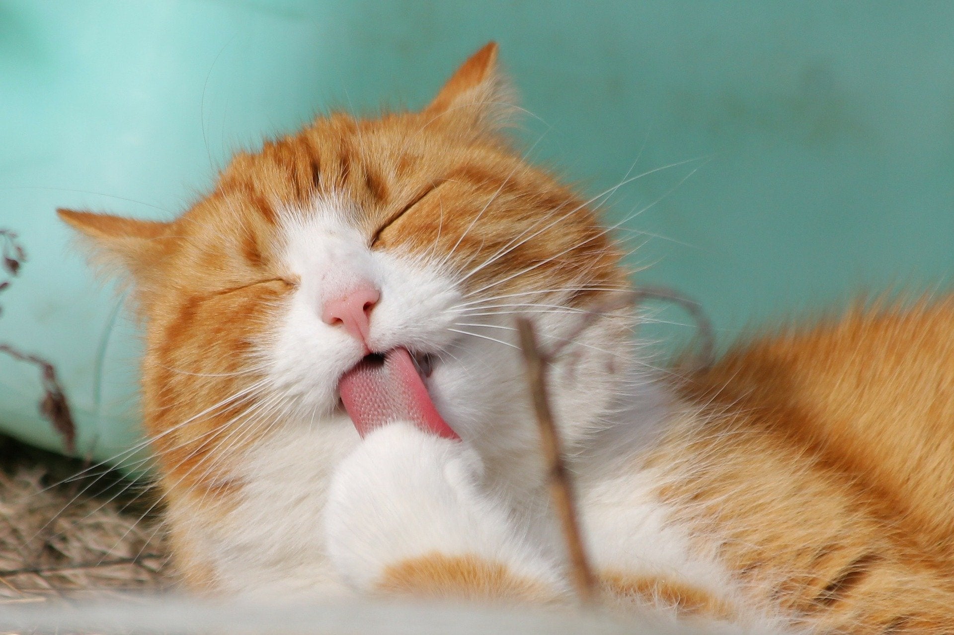 Bolas de pelo y otros problemas gastrointestinales en gatos Bolas de pelo y otros problemas gastrointestinales en gatos