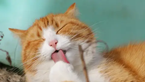 Las redes se derriten de amor al ver a este gato paseando debajo de su propio paraguas Gato