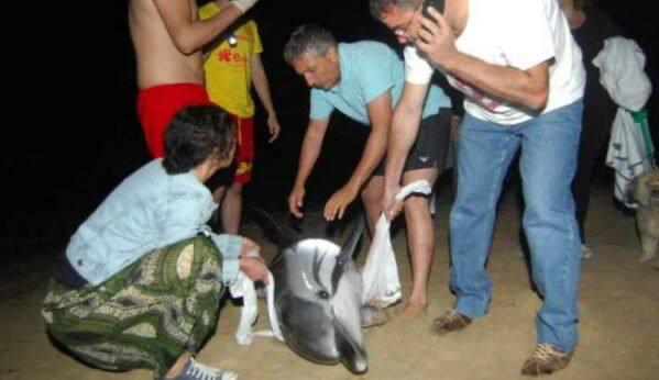 Agarrar un delfín varado o hacerse fotos con él puede provocar la muerte del animal al retrasar la asistencia sanitaria necesaria Agarrar un delfín varado o hacerse fotos con él puede provocar la muerte del animal al retrasar la asistencia sanitaria necesaria