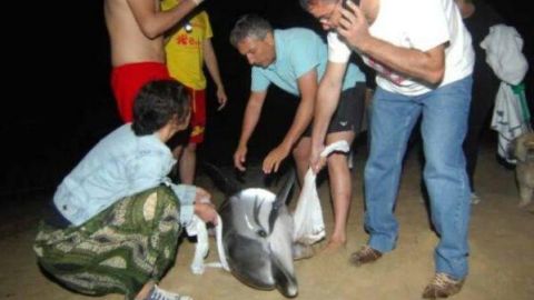 Rescate de un delf&iacute;n