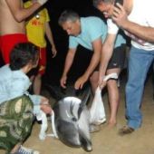 Rescate de un delfín