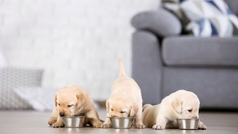 &iquest;Qu&eacute; riesgos sanitarios supone el comercio ilegal de mascotas?