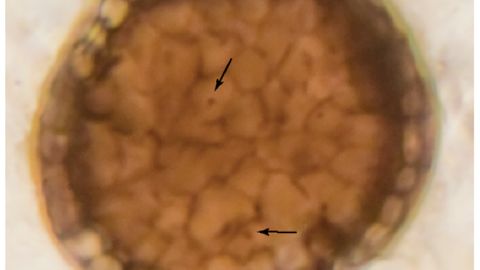 Imagen del f&oacute;sil bicellum