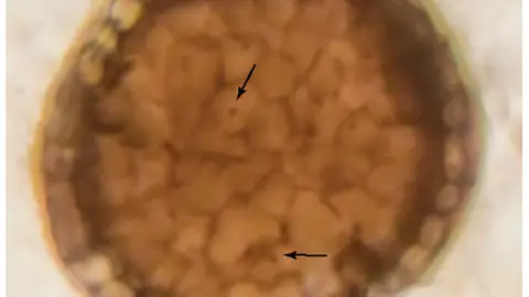 Imagen del fósil bicellum Imagen del fósil bicellum