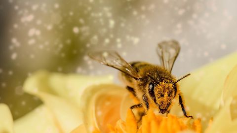 Una abeja polinizando una planta