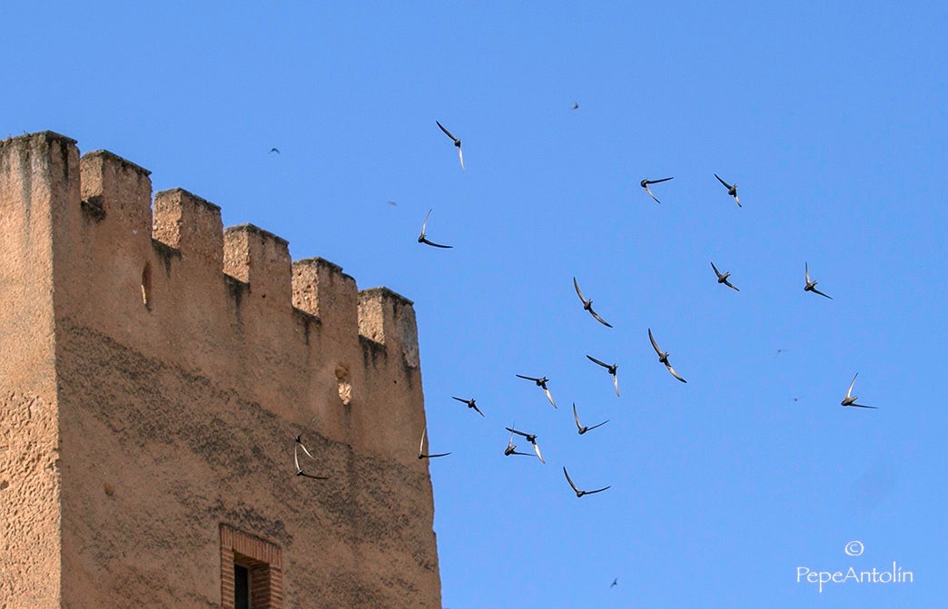 Cinco reclamos sonoros de vencejos se colocan en el entorno del Baluarte de los Pozos en la muralla cacereña Cinco reclamos sonoros de vencejos se colocan en el entorno del Baluarte de los Pozos en la muralla cacereña