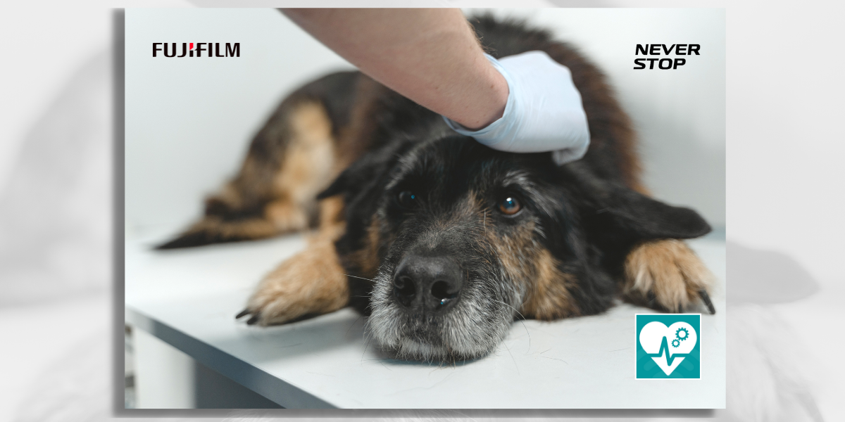 Las visitas veterinarias han crecido a raíz de la pandemia debido al incremento de adopciones y a un aumento en la preocupación de los dueños por las mascotas Las visitas veterinarias han crecido a raíz de la pandemia debido al incremento de adopciones y a un aumento en la preocupación de los dueños por las mascotas