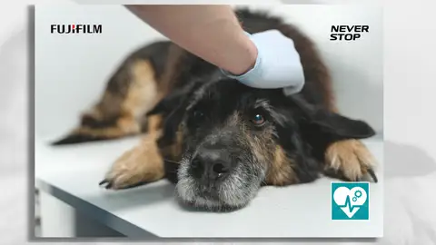 Accelerate Innovation by Fujifilm (01x05) - Cómo ha afectado la Covid a mascotas y centros veterinarios Accelerate Innovation by Fujifilm (01x05) - Cómo ha afectado la Covid a mascotas y centros veterinarios