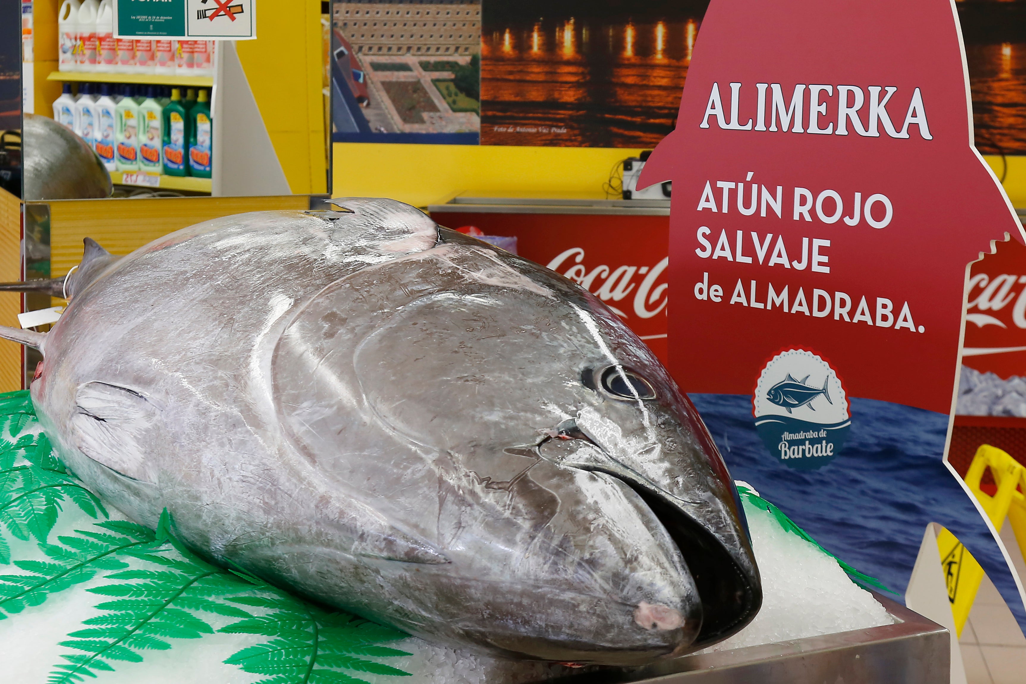 Ya está en los supermercados Alimerka el Atún Rojo Salvaje de Almadraba Ya está en los supermercados Alimerka el Atún Rojo Salvaje de Almadraba
