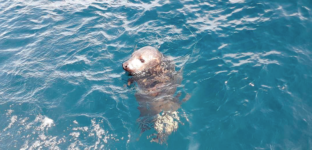 El Principado libera a diez millas de la costa una cría de foca gris recogida en febrero en Llanes El Principado libera a diez millas de la costa una cría de foca gris recogida en febrero en Llanes