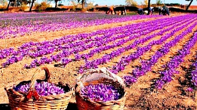 Nace la Asociación “Los Caminos del Azafrán de La Mancha” Nace la Asociación “Los Caminos del Azafrán de La Mancha”