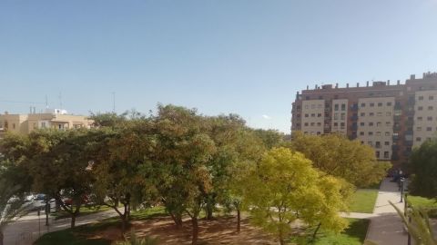 Elche. Elche.
