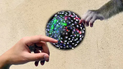 mano humana y mano de mono que se acercan mano humana y mano de mono que se acercan