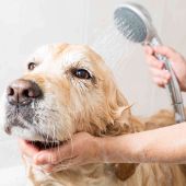 higiene mascotas
