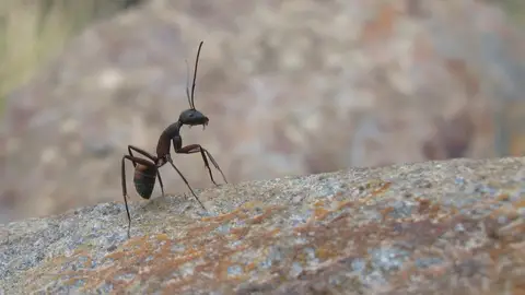 Hormiga Hormiga
