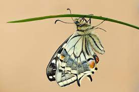 Señales del fin del mundo: Los insectos desaparecer Señales del fin del mundo: Los insectos desaparecer