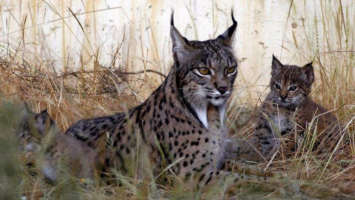 Ecologistas en Acción denuncia el atropello de un lince ibérico en Toledo Ecologistas en Acción denuncia el atropello de un lince ibérico en Toledo