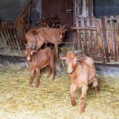 O Inorde colabora no estudo da eficacia dos tratamentos antiparasitarios ovino-caprino