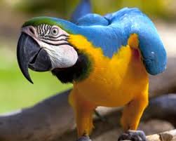 Veterinario de Cabecera 22/06/2021 Veterinario de Cabecera 22/06/2021