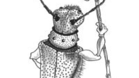 Exposici&oacute;n insectos Ataria