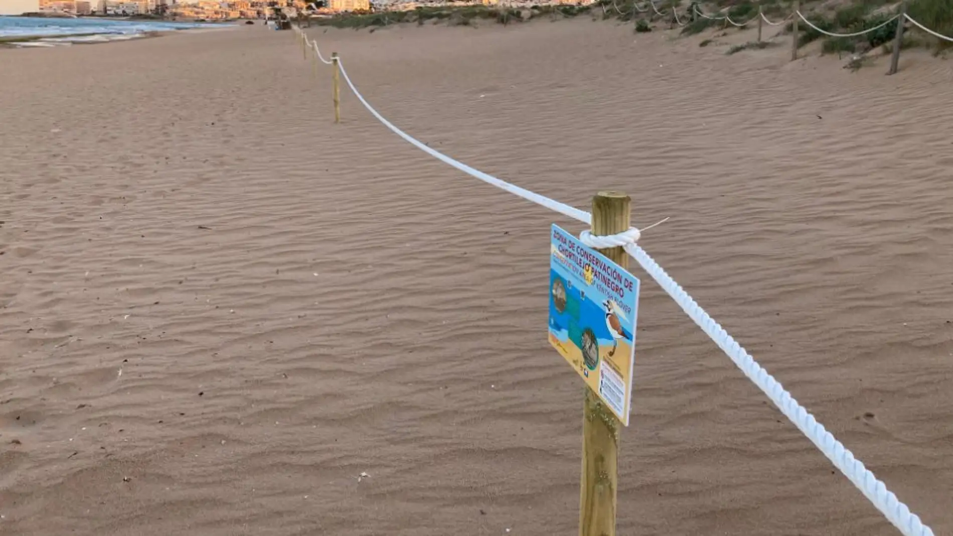 La playa de La Mata, con el parque del agua y sus banderas azules debe disponer de programas activos de conservación de la biodiversidad 