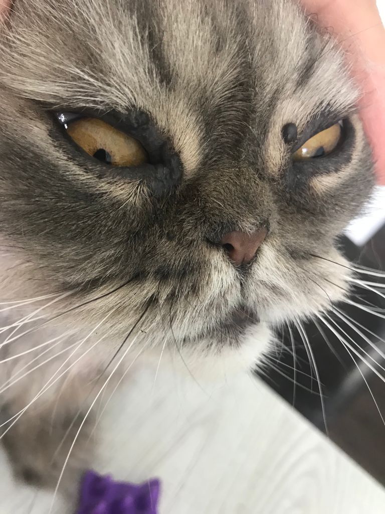 Verrugas en gatos ¿deben extirparse? Verrugas en gatos ¿deben extirparse?