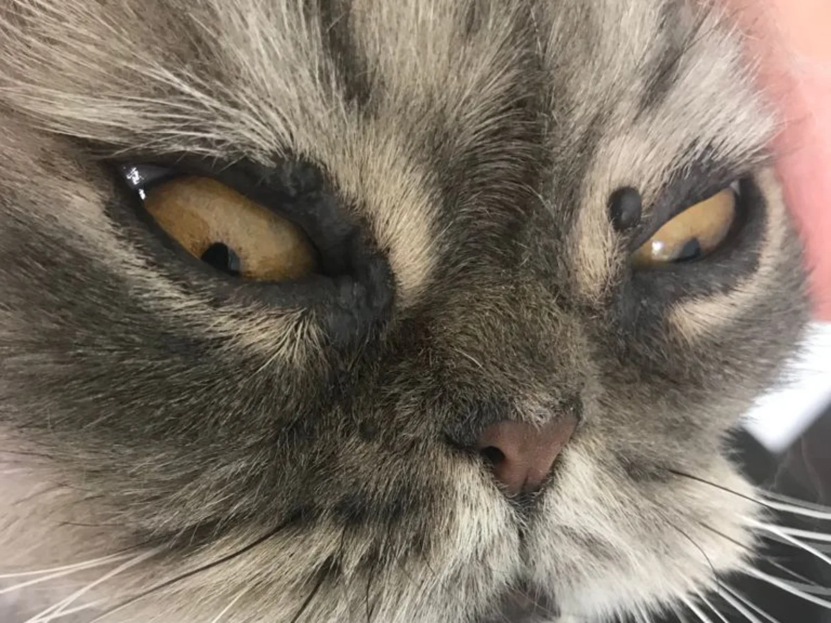 Verrugas en gatos ¿deben extirparse? | Onda
