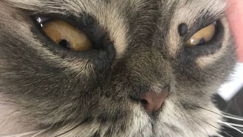 Gato con verruga en ojo