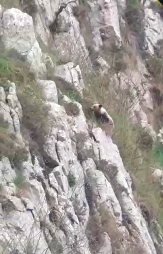 Las oseznas de Redes y Picos de Europa se adaptan bien tras su regreso al monte Las oseznas de Redes y Picos de Europa se adaptan bien tras su regreso al monte