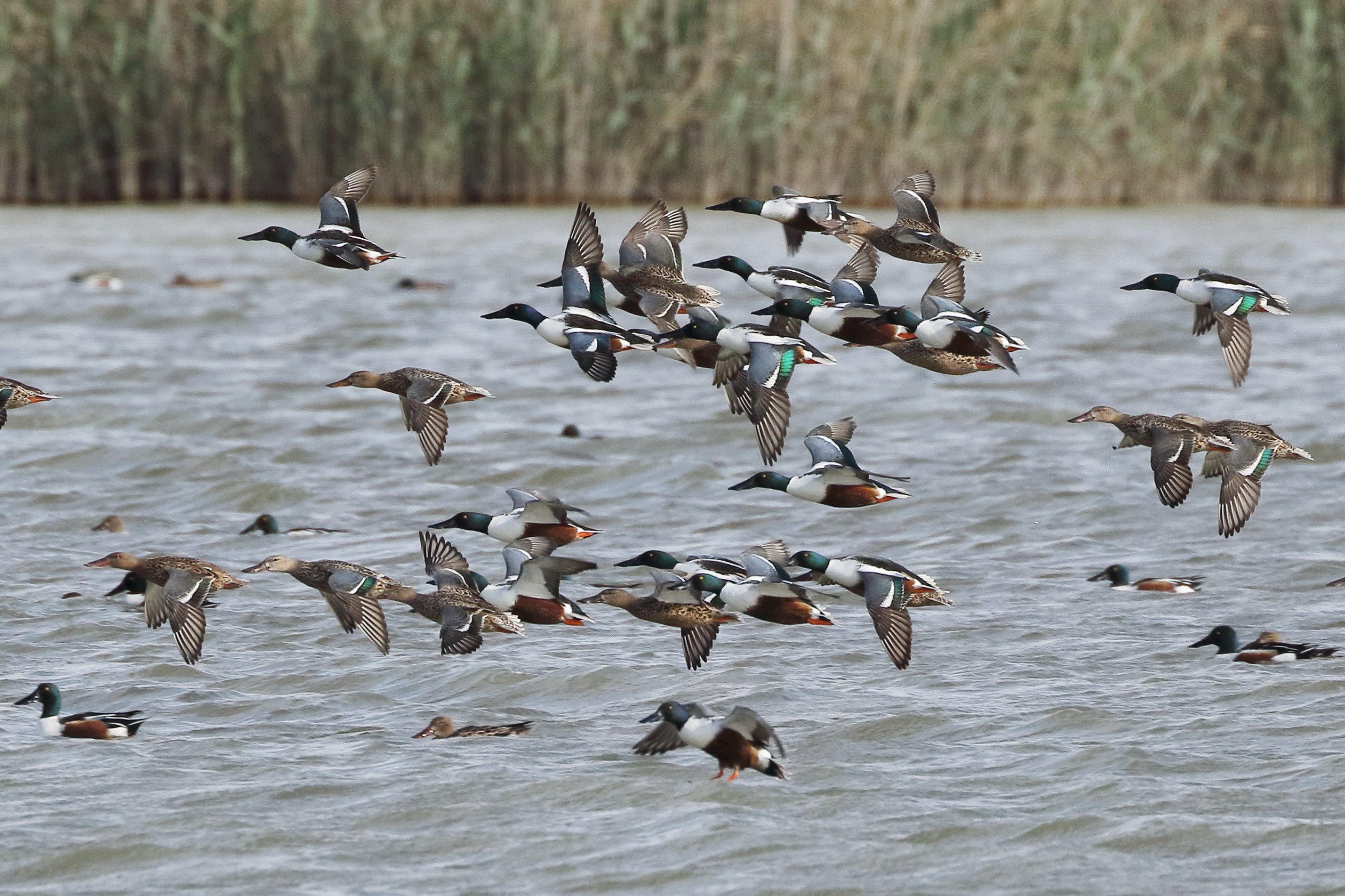 AHSA pide la desecación periódica de los embalses de El Hondo Crevillent-Elche para evitar la superpoblación de carpas AHSA pide la desecación periódica de los embalses de El Hondo Crevillent-Elche para evitar la superpoblación de carpas