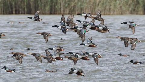 Patos cuchara en El Hondo