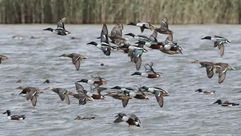 Patos cuchara en El Hondo Patos cuchara en El Hondo