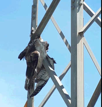ANSE denuncia a Iberdrola ante la Fiscalía por la muerte de un águila perdicera" ANSE denuncia a Iberdrola ante la Fiscalía por la muerte de un águila perdicera"
