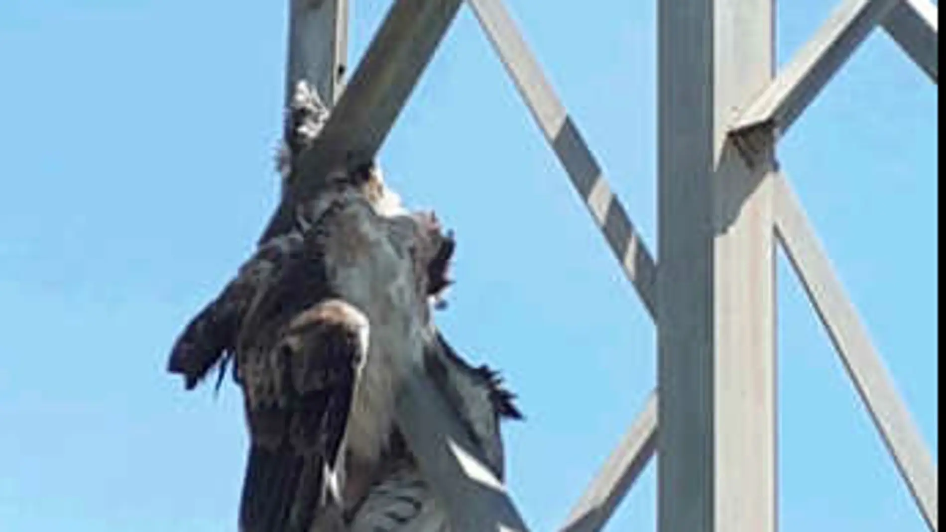 ANSE denuncia a Iberdrola ante la Fiscalía por la muerte de un águila perdicera"
