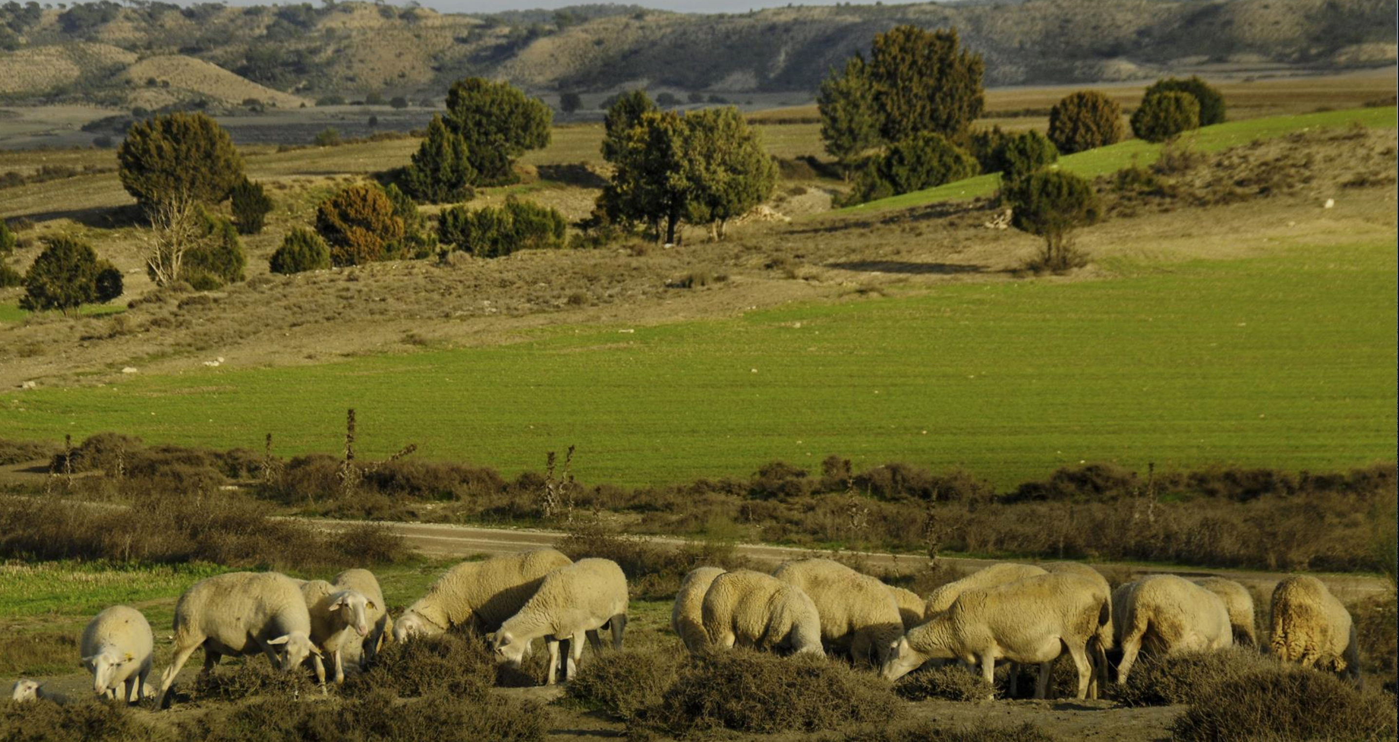SEO BirdLife presenta su propuesta para que Estepas de Monegros sea Parque Nacional SEO BirdLife presenta su propuesta para que Estepas de Monegros sea Parque Nacional