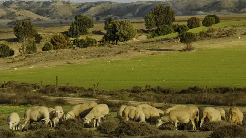 Ganadería extensiva en Monegros Ganadería extensiva en Monegros