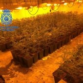 Plantación de marihuana