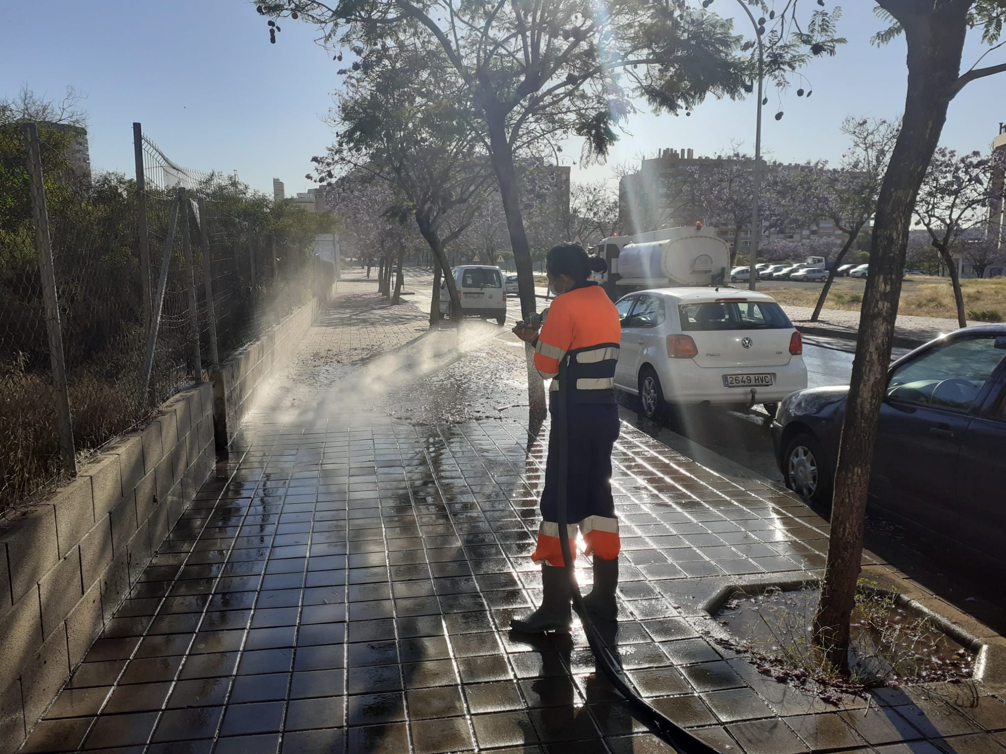 La concesionaria lucha contra la suciedad de las jacarandas y las acacias La concesionaria lucha contra la suciedad de las jacarandas y las acacias