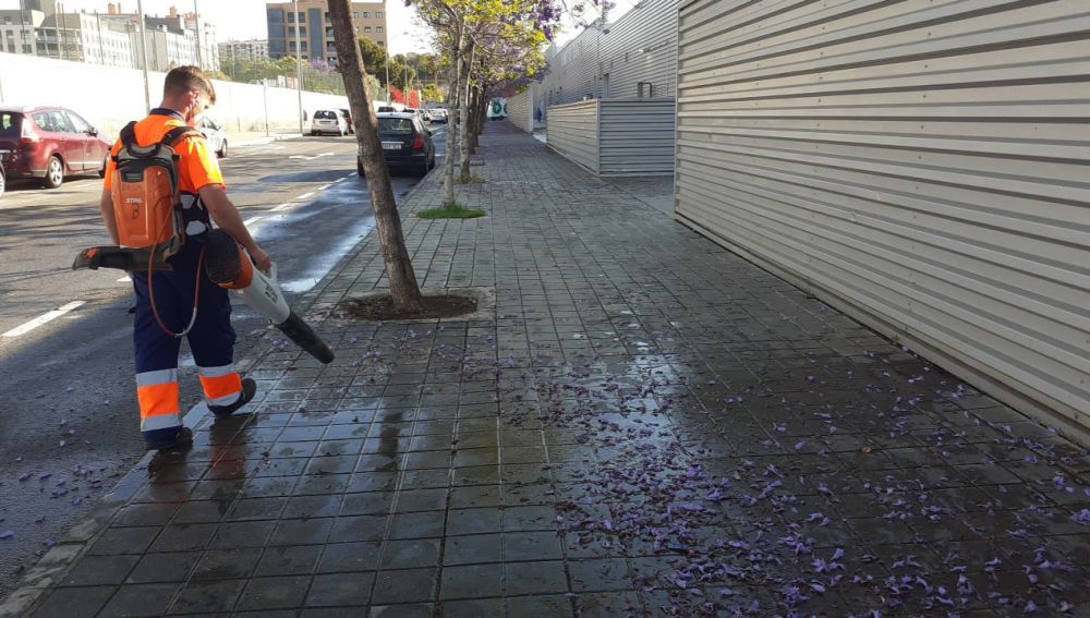 Los restos de jacaranda son resbaladizos y ensucian 