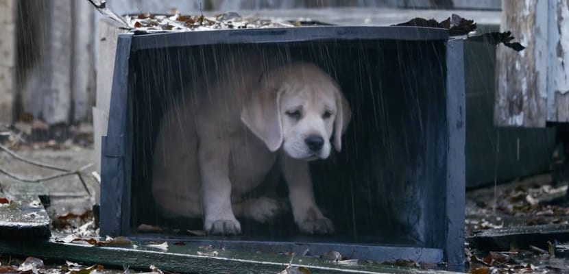 Ángel Osuna, adiestrador canino, los abandonos producen un daño a veces irreparable en los perros Ángel Osuna, adiestrador canino, los abandonos producen un daño a veces irreparable en los perros