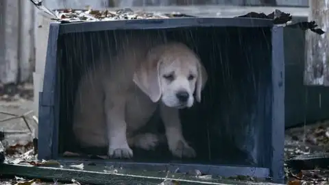 Ángel Osuna, adiestrador canino, los abandonos producen un daño a veces irreparable en los perros can