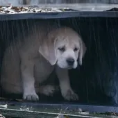 Ángel Osuna, adiestrador canino, los abandonos producen un daño a veces irreparable en los perros Ángel Osuna, adiestrador canino, los abandonos producen un daño a veces irreparable en los perros