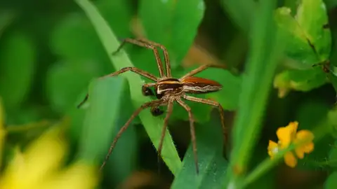 Araña en la zona de la Torre de Hércules Araña en la zona de la Torre de Hércules